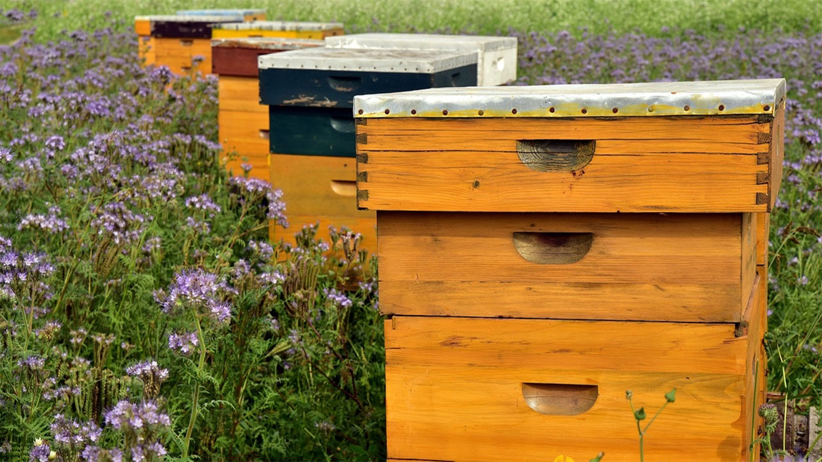 Các thùng ong